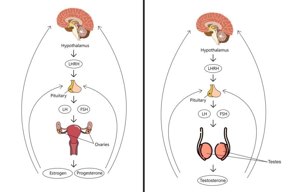 https://www.scienceabc.com/wp-content/uploads/2023/04/The-HPG-Axis.jpg