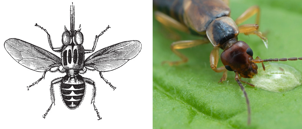 Tsetse Fly & earwig