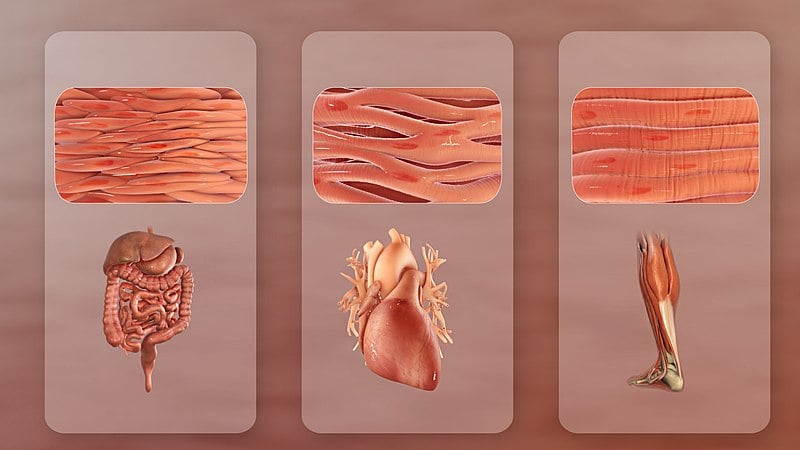 Types Of Muscle