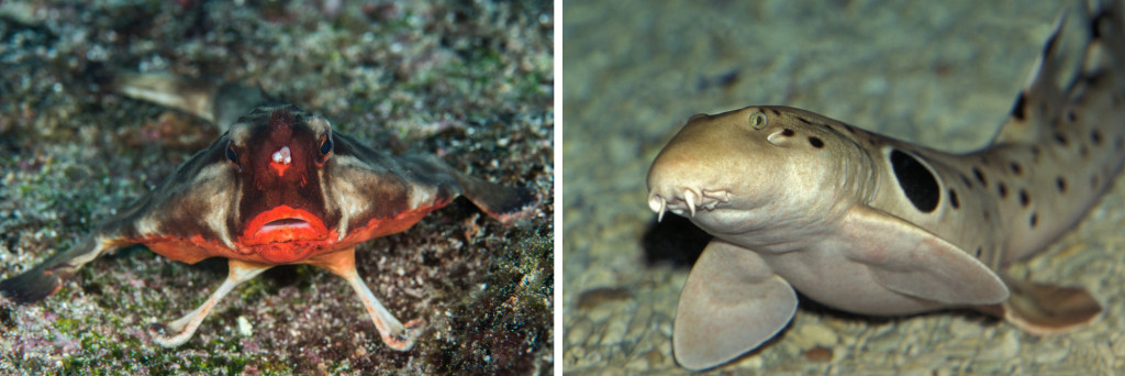 red-lipped batfish And Epaulette shark