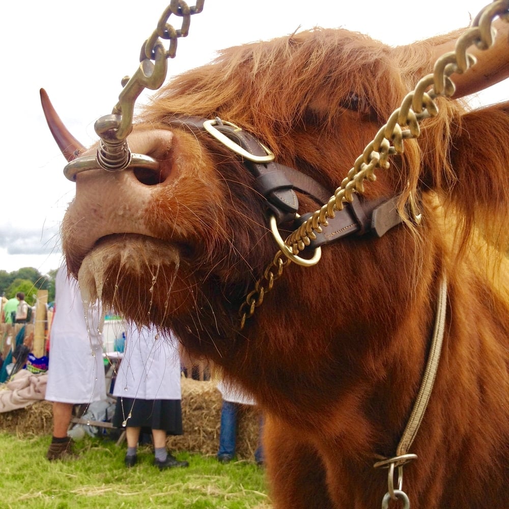 bulls nose ring