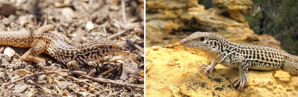 whiptail lizards