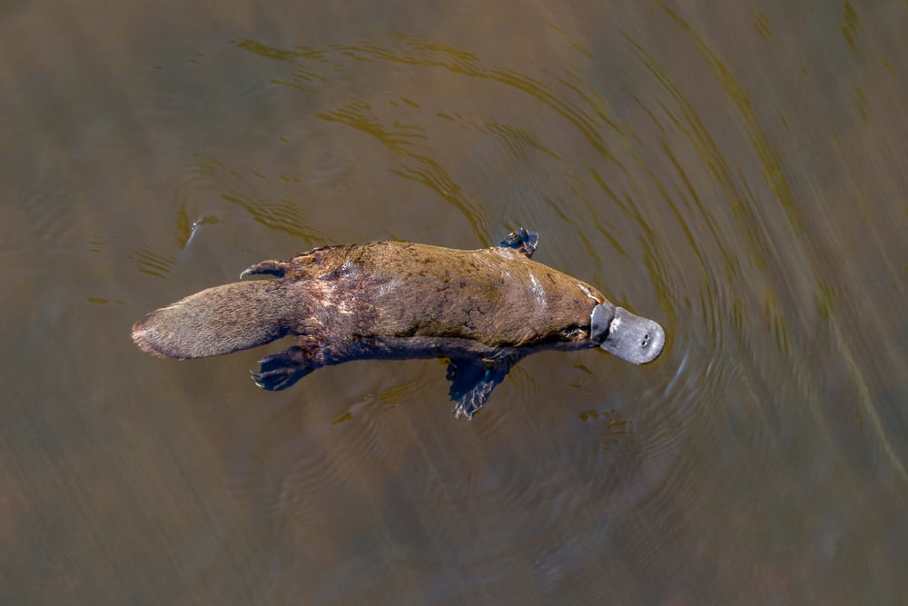 Burnie,,Tasmania,,Australia:,March,2019:,Platypus,(ornithorhynchus,Anatinus),Swimming,In
