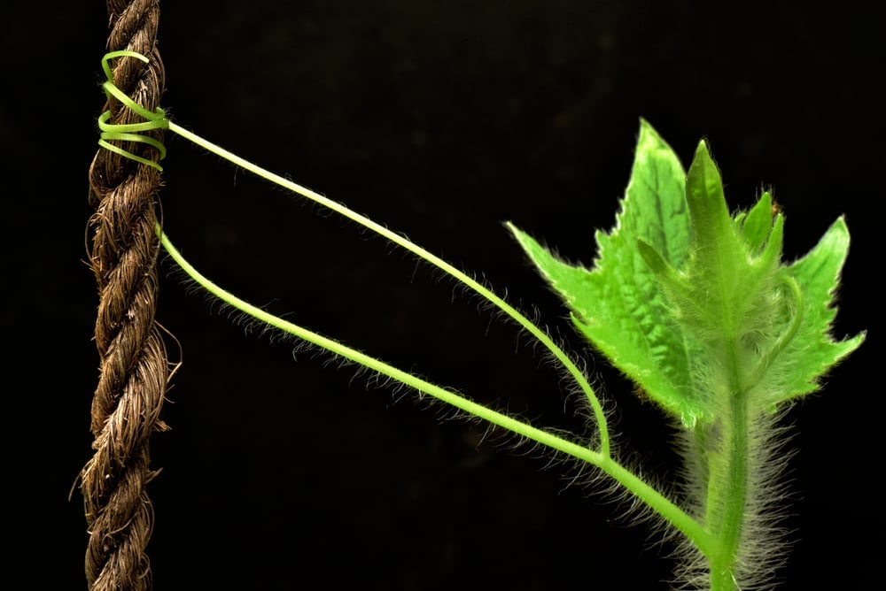 Hairy,Branch,Of,A,Pumpkin,Plant,Climbing,Onto,A,Coir