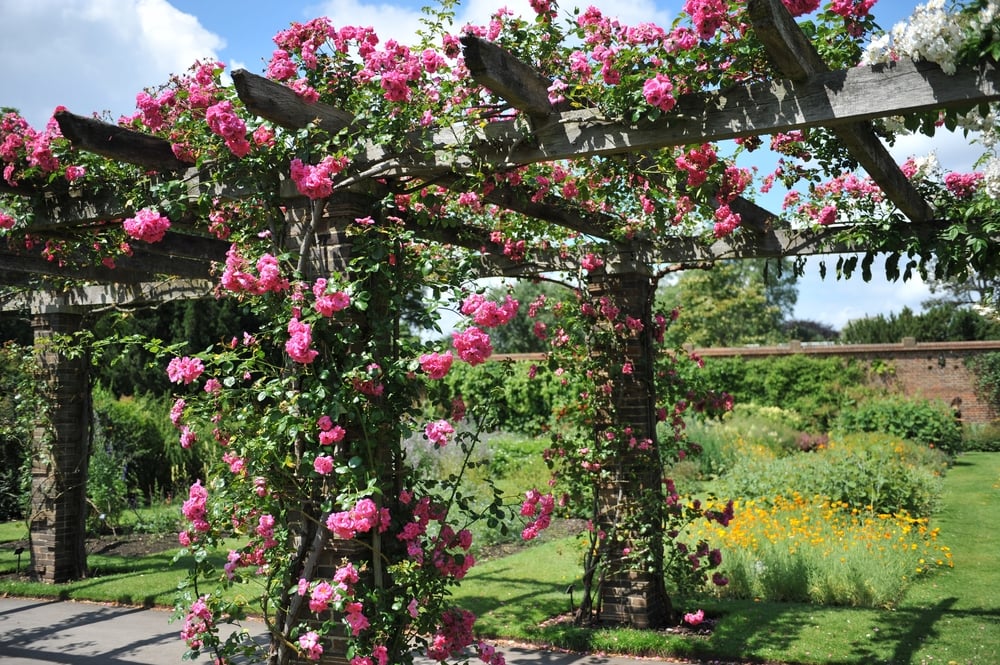 Pink,Climbing,Noisette,Rose,(rosa),Chaplin's,Pink,Climber,Blooms,On