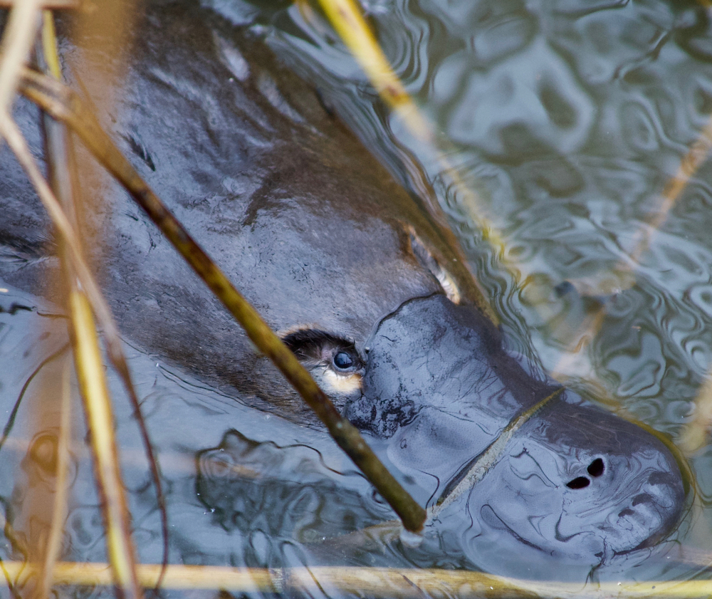 Platypus,In,A,Wild,In,Australia