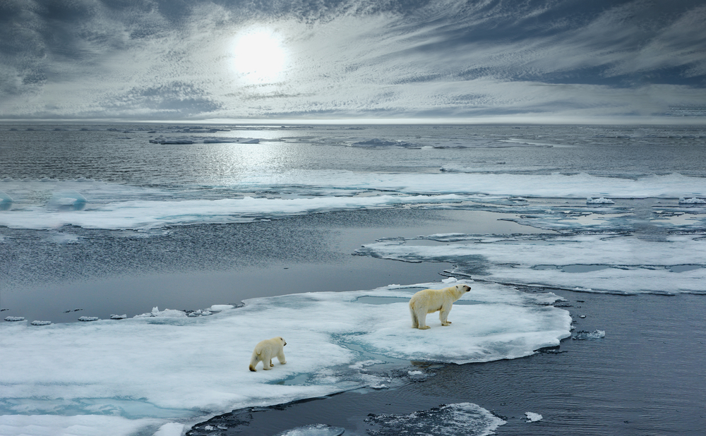 Polar,Bear,Sow,And,Cub,Walk,On,Ice,Floe,In