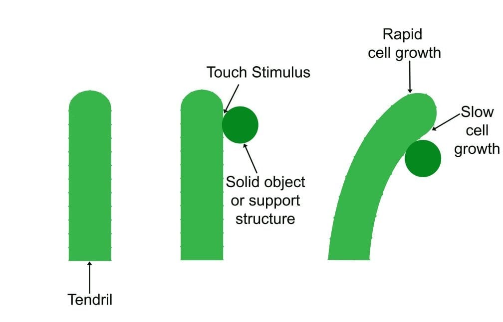 Differential growth allows the plant to change its direction of growth